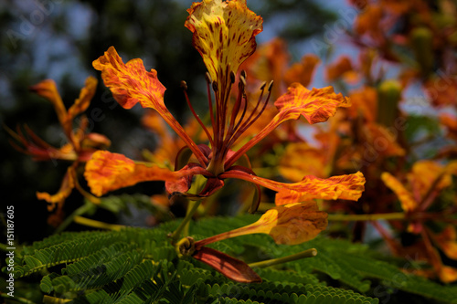 Wallpaper Mural Caesalpinia pulcherrima Sw ;Barbadose Pride, Dwarf Poinciana Torontodigital.ca