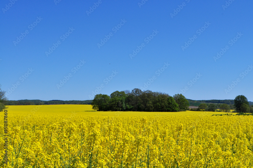  Raps bei Putbus auf Rügen