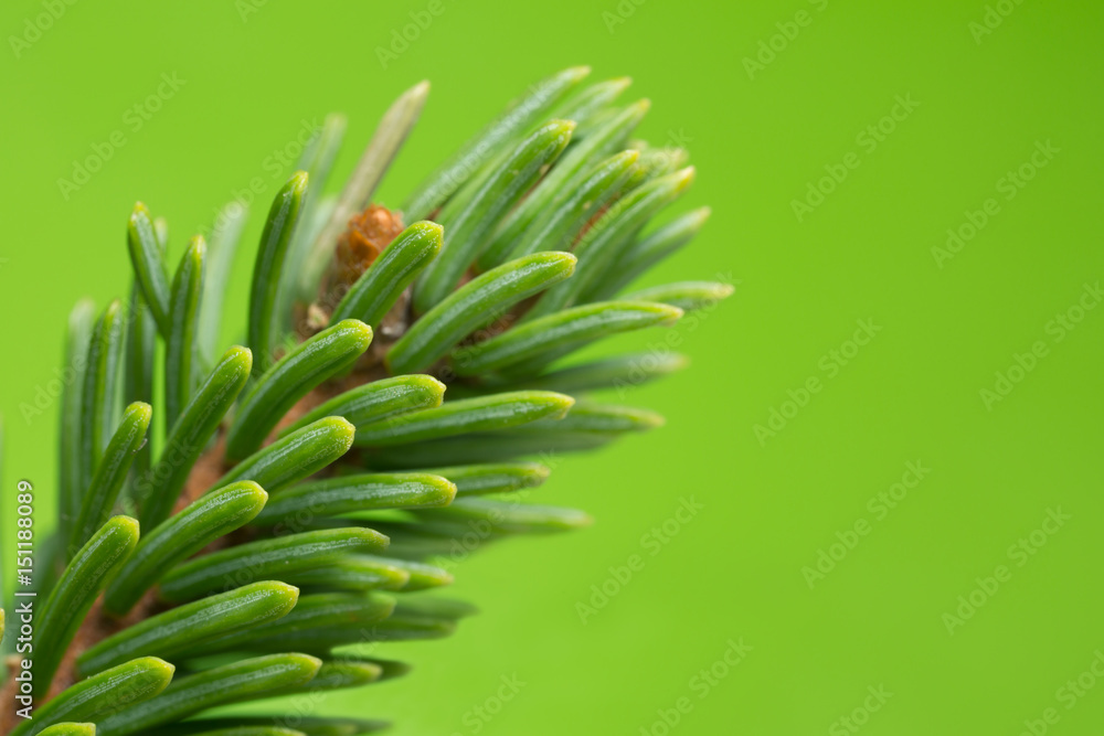 Obraz premium Macro photo of pine needles against a green background