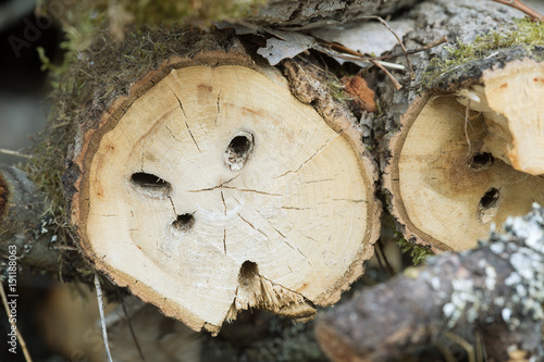 Fotografi Trace in aspen trees after Large poplar borer larva, Saperda carcharias