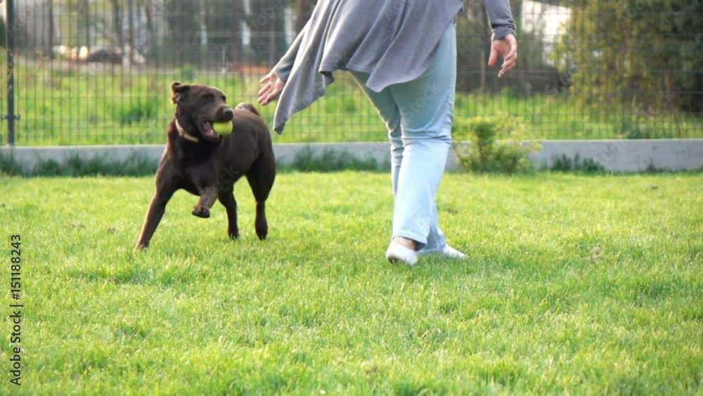 Woman playing with Labrador dog in garden, super slow motion 240fps
Woman playing with Labrador dog in garden, super slow motion 240fps