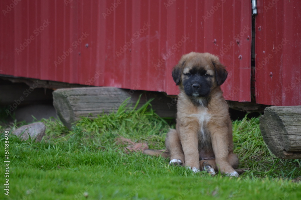 St. Bernard Puppy on the Farm 
