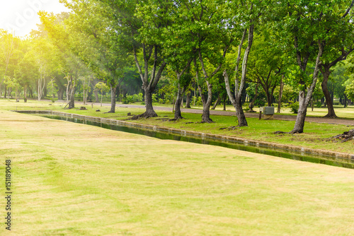Fototapeta Naklejka Na Ścianę i Meble -  Green lawn with trees in park