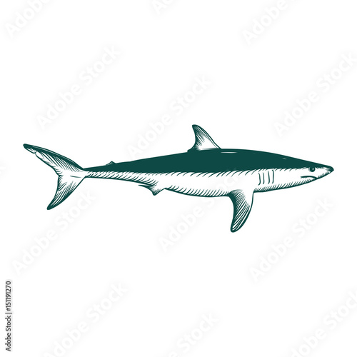 shark illustration © twelve.std