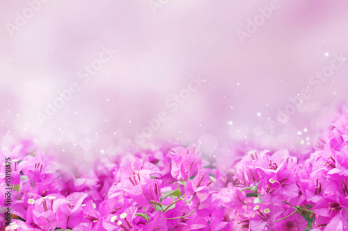 purple spring flower Bougainvillea on sweet purple background with copy space 
