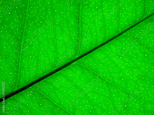 Green lemon leaf background