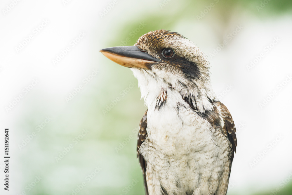 Australian kookaburra by itself resting outdoors during the day in Queensland Australian kookaburra by itself resting outdoors during the day in Queensland