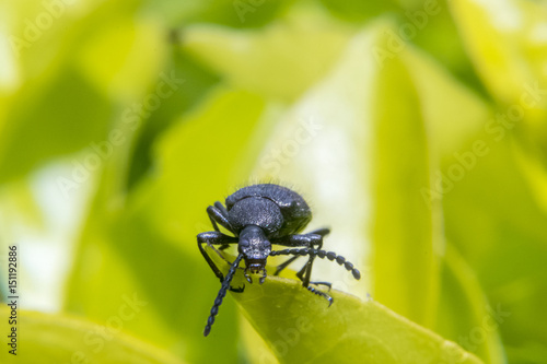 Black bug on leaf © Aldemar