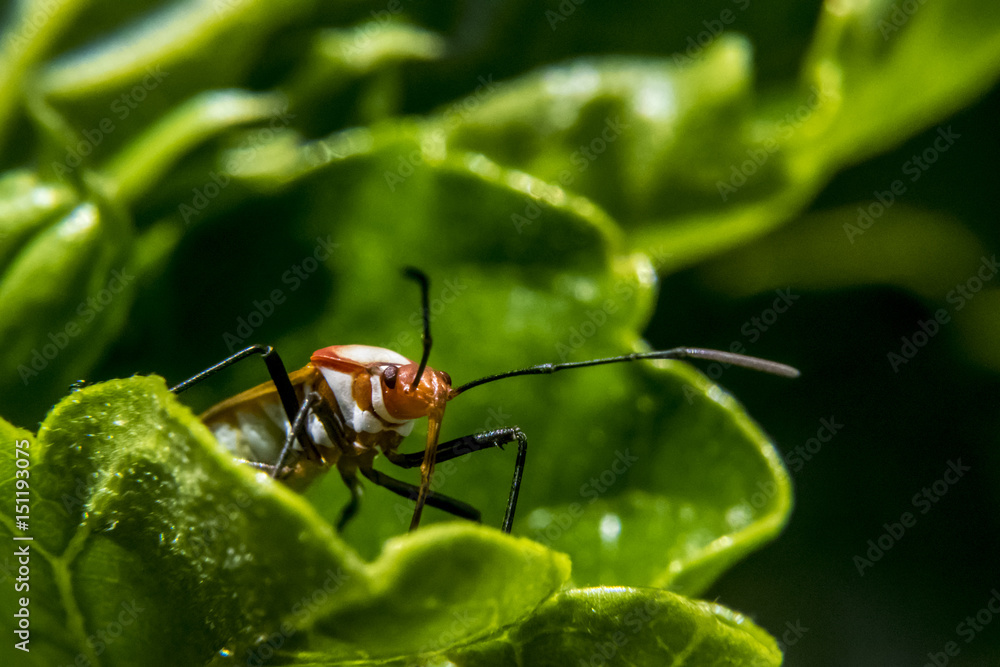 Lygaeidae over leaves Lygaeidae over leaves