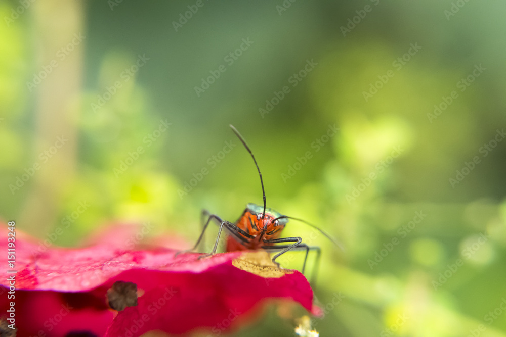 Red and green lygaeidae on pink petal flower Red and green lygaeidae on pink petal flower