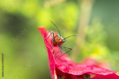 Red and green lygaeidae on pink petal flower