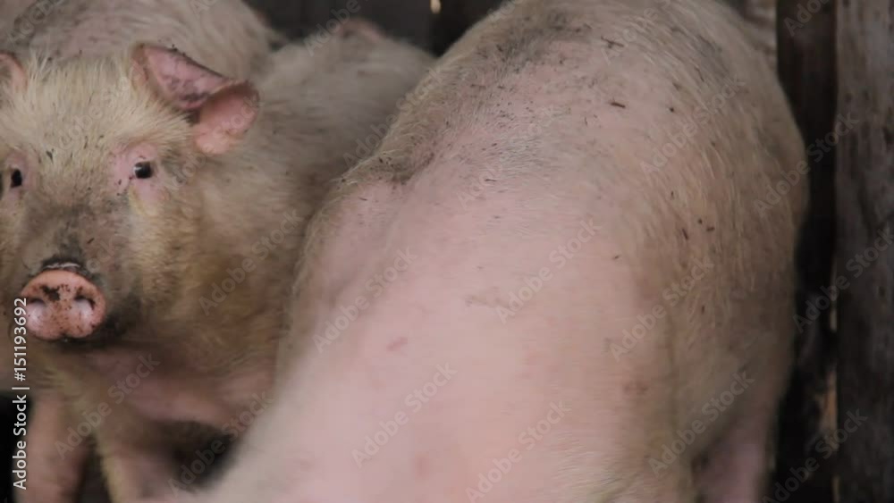little pink pig on a farm in Russia little pink pig on a farm in Russia