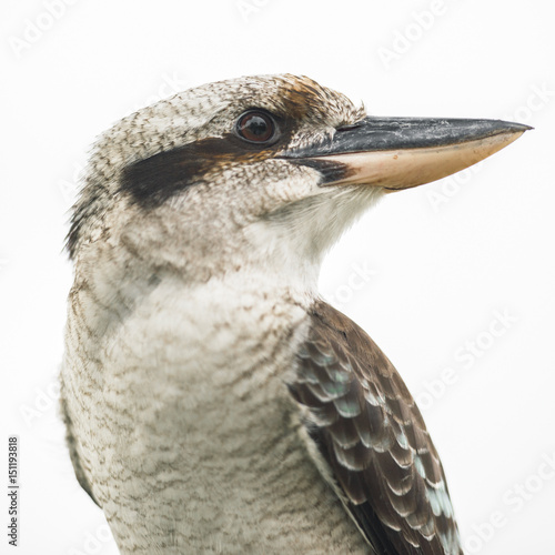 Foto Australian kookaburra by itself resting outdoors during the day in Queensland