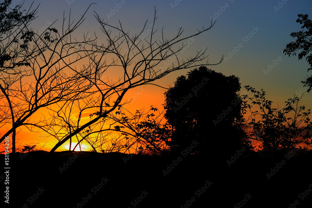 tree and branch silhouette at sunset yellow - orange in sky beautiful landscape on nature: with copy space for add text. tree and branch silhouette at sunset yellow - orange in sky beautiful landscape on nature: with copy space for add text.