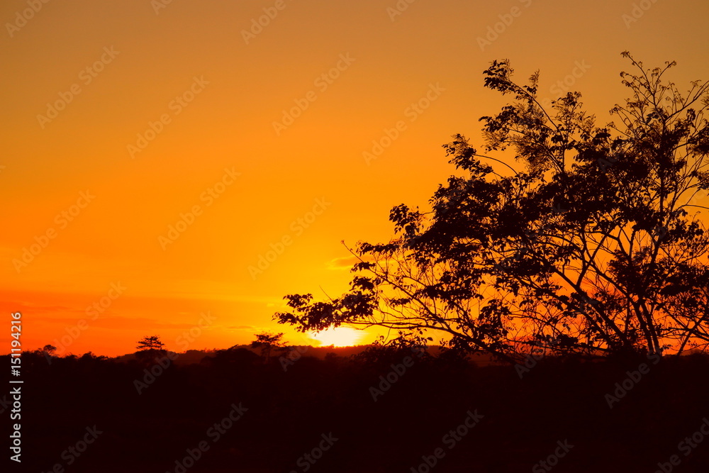tree and branch silhouette at sunset yellow - orange in sky beautiful landscape on nature: with copy space for add text.