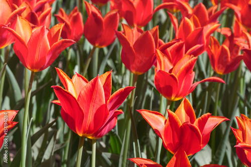 Group and close up of red orange lily-flowered single beautiful tulips growing in the garden
