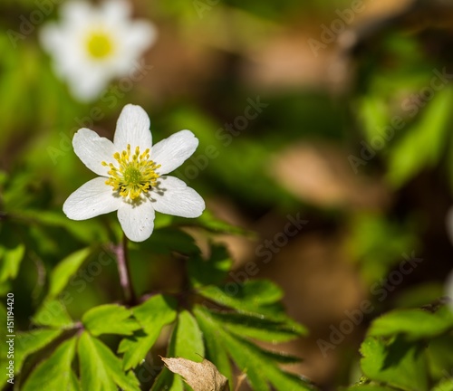 White anemones flowers blooming in spring