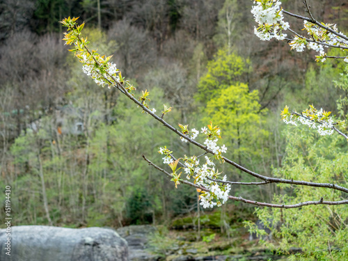 Flowers on tree with mountain