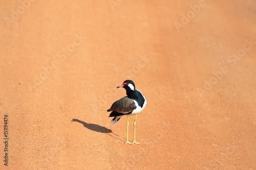 Red-watted Lapwing, Vanellus indicus lankae,  Sri Lanka photo