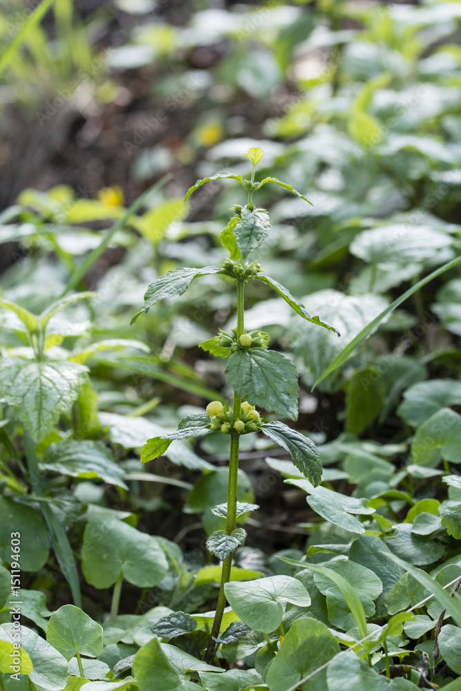 Yellow flowers of the fog - Lamium galeobdolon. Yellow flowers of the fog - Lamium galeobdolon.