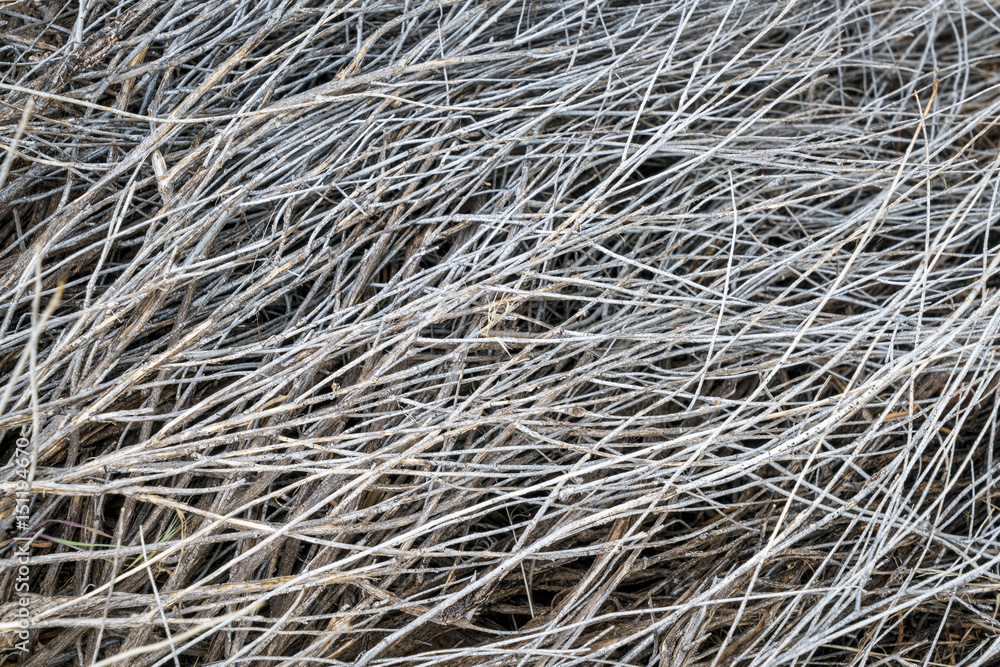 texture of dried desert shrub texture of dried desert shrub