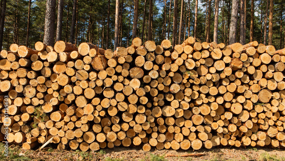 Trees chopped and stacked in forest