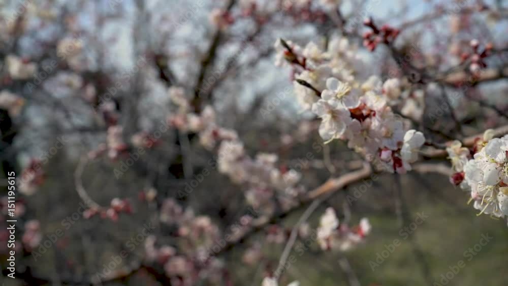 Cherry Blossom trees, Nature and Spring time background. Cherry Blossom trees, Nature and Spring time background.