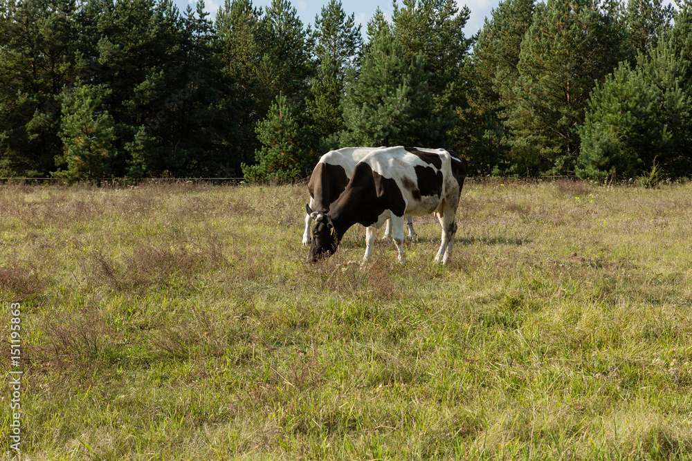 Dirty cow eating grass Dirty cow eating grass