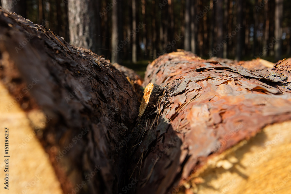 Fototapeta premium Trees chopped and stacked in forest