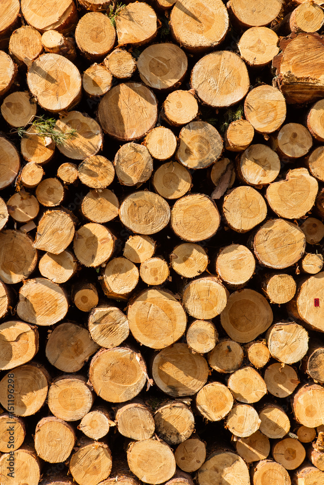 A pile of cut wood stump log texture A pile of cut wood stump log texture