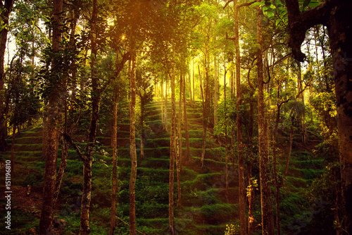 Wild jungle in the highlands.