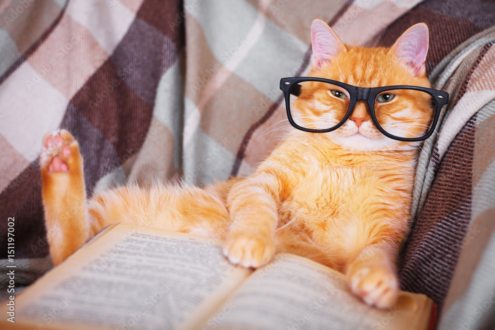 Naklejka premium Czerwony kot w szkłach kłama na kanapie z książką