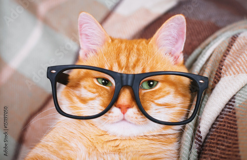 Cute red cat with glasses close-up.