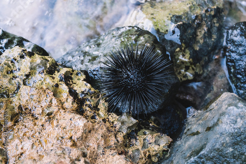 Sea urchin on a stone © lostproject