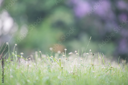 white grass flower with green background