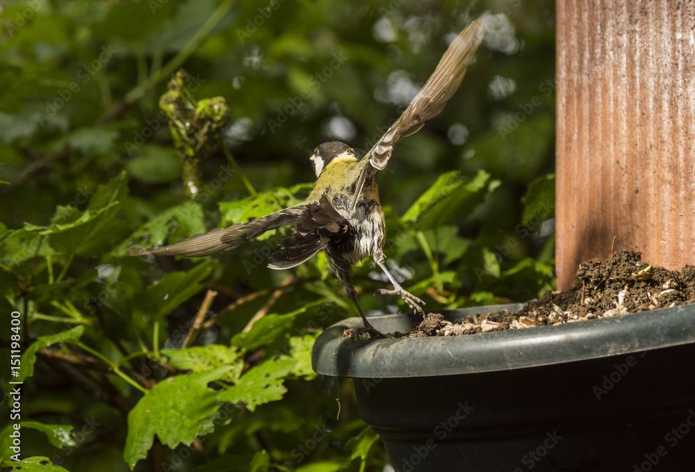 Fototapeta premium Mésanges - Chartreuse - Isère.