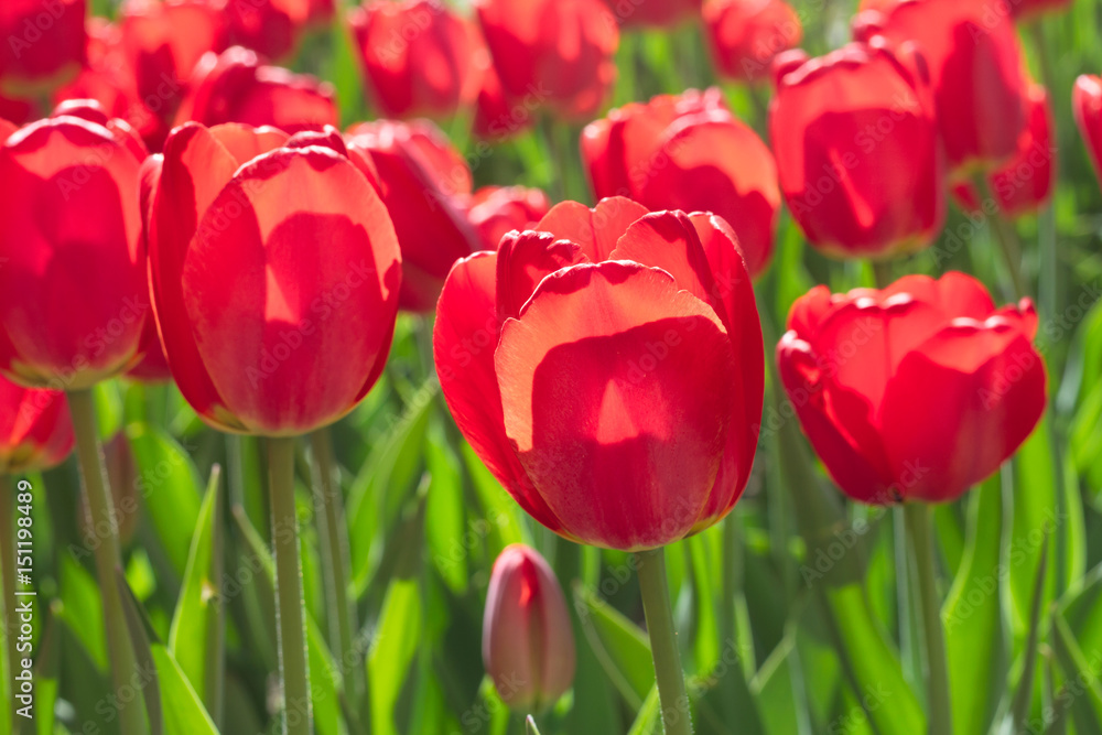 Group and close up of red single beautiful tulips growing in the garden Group and close up of red single beautiful tulips growing in the garden