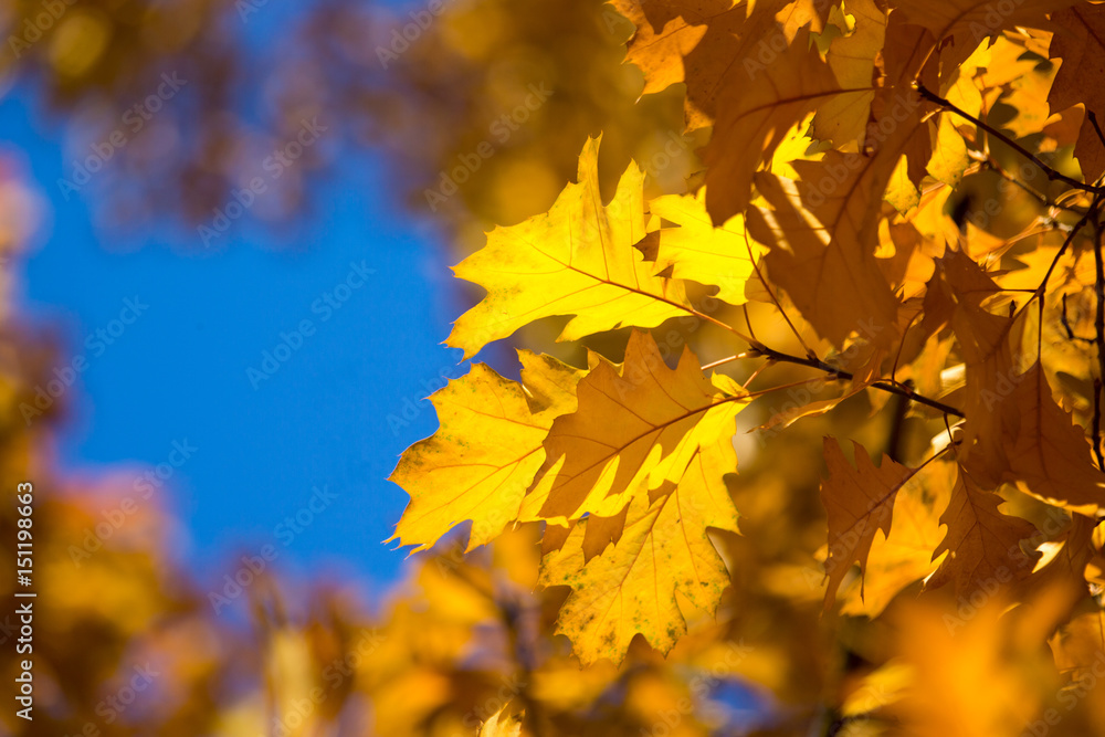 Autumn beech leaves decorate a beautiful nature bokeh background with forest Autumn beech leaves decorate a beautiful nature bokeh background with forest