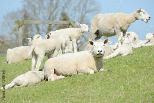herd of sheep, sheep and lambs on meadow