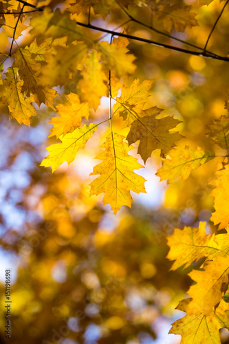 Autumn beech leaves decorate a beautiful nature bokeh background with forest