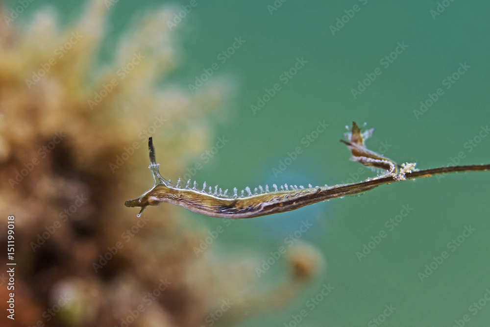 Fototapeta premium Worm Lomanotus/Dendronotid Nudibranch (Lomanotus vermiformis)