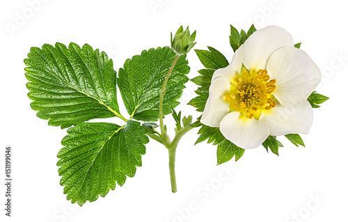 green leafs of strawberry with flower isolated