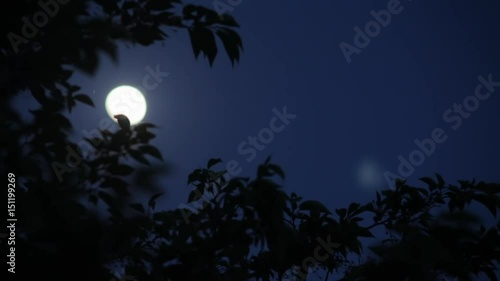 月光と風に揺れる葉