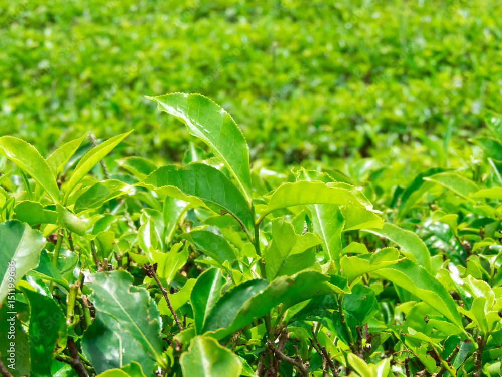 Green tea bud and fresh leaves. Tea plantations Green tea bud and fresh leaves. Tea plantations