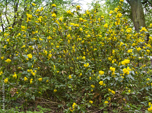 Blossoming Oregon-grape (Mahonia aquifolium). beautiful flowering garden plants with incredible smell