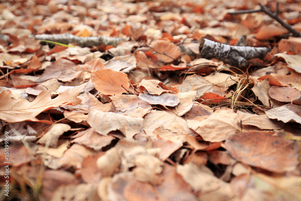 The autumn leaves The autumn leaves