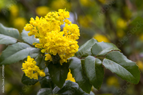 Blossoming Oregon-grape (Mahonia aquifolium). beautiful flowering garden plants with incredible smell photo