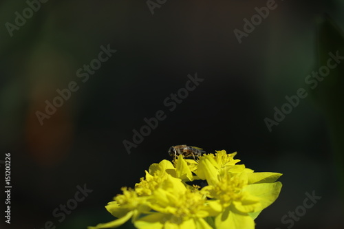 Blume mit Biene photo