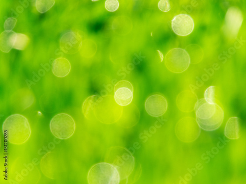 green bokeh abstract light background