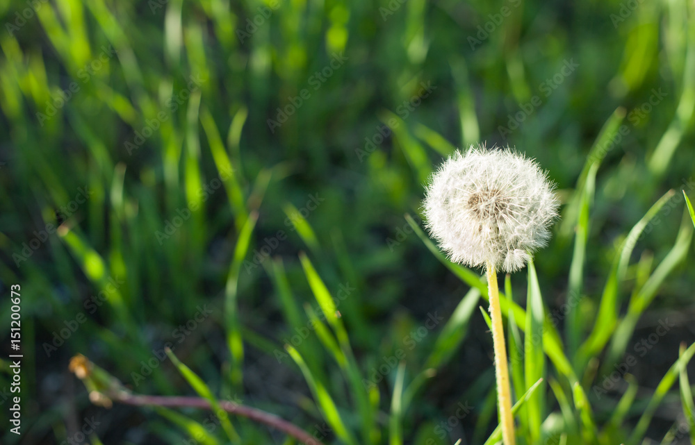 Fototapeta premium Condolence or sympathy design with dandelion flower and flying seed